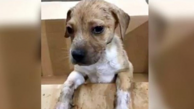 Photo of Workers Find Puppy In Trash Pile After He Somehow Survived The Compactor