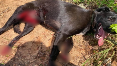 Photo of Owner Drags Tethered Dog Behind Truck Before Cutting Her Loose & Speeding Away