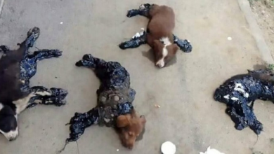 Photo of Cruel Thugs Pour Hot Tar On Puppies And Then Left Them For Dead