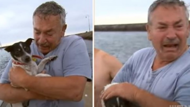 Photo of Fisherman Reunited With His Dog Who Got Lost In The Sea