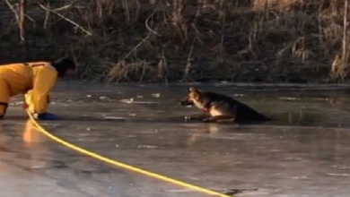 Photo of Family Frantic After Their Puppy Crashes Through Icy Waters On Christmas Day