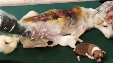 Photo of Man Throws Acid On Stray Dogs Because They “Repeatedly Pestered Him For Food”