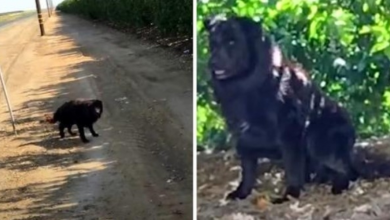 Photo of Man Tries To Rescue Dumped Dog For 3 Years, Realizes The Dog Has A Dark Secret