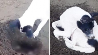 Photo of Grieving Dog Digs A Grave, Buries Deceased Pup In It, & Lays On Top For Hours