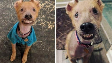 Photo of Puppy Born With Permanent Smile Stole Rescuer’s Heart And Found Himself An Amazing Family