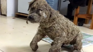 Photo of Cruel Children Cover Pup In Glue, But His Transformation Is Miraculous