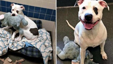 Photo of Dog Was Lonely In Shelter After House Fire, Until He Found Stuffed Elephant Best Friend