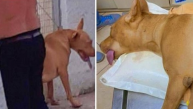 Photo of Vicious Man Ties Friendly Dog Up In Backyard & Castrates Him Without Anesthesia