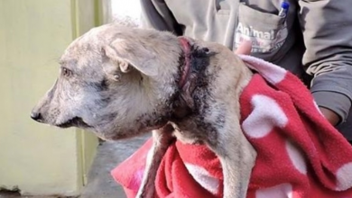 Photo of They Found A Stray Dog With A Huge Head. When They Took A Closer Look At Her Neck?