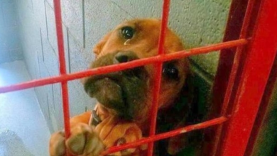 Photo of Dog Cried All Night As No One Picks Her & Shelter Shared Her Photo As A Last Resort
