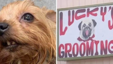 Photo of Groomers Accused Of Breaking Dogs’ Jaws, Busting Teeth, & Strangling Them