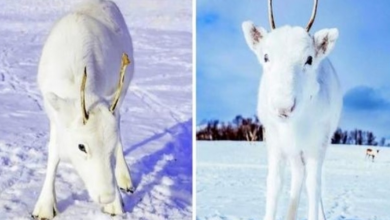 Photo of All-White Baby Reindeer Nestled In The Snow Looks Straight Out Of A Fairy Tale