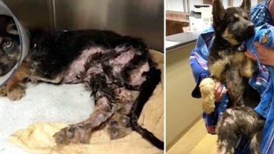Photo of Shepherd Pup Burned From The Waist Down Feels A Loving Embrace For First Time