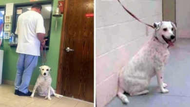 Photo of Dog Is Left Confused After Owner Ridiculously Dumps Her For Being “Too Nice”