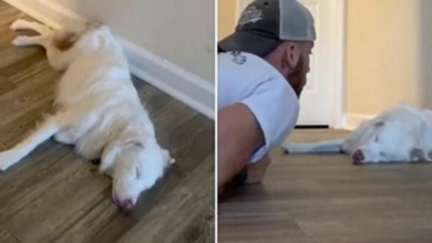 Photo of Man Gently Wakes Up His Deaf & Blind Aussie Pup In The Sweetest Manner