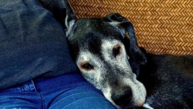 Photo of Couple Takes In Dogs Nearing The End Of Their Lives & Shows Them Unconditional Love