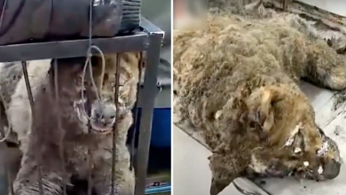 Photo of Cruel Owner Sells His Pregnant Dog To Slaughterhouse Where She’s Burned Alive