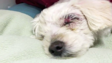 Photo of She Was Covered In Urine And Cruelly Tortured, But Finally Gets A Happy Ending