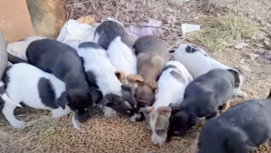 Photo of Mama Dog Cries & Wails After Monster Takes Her Newborns & Throws Them In A Field