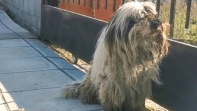 Photo of Dog Abandoned To The Streets Looked Nothing Like His Former Self When Found