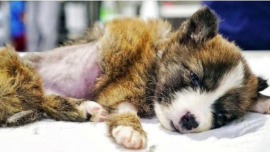Photo of Cowards Cut Puppy’s Throat Open & Left Her In Garbage Container To Die
