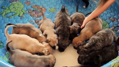 Photo of Stray Mama Dog Died, Leaving Behind Her 10 Pups To Survive Alone On The Streets