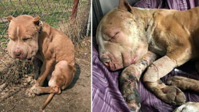 Photo of He Was Used As Bait Dog, Chained To Fence As Infection Seeped Through His Body