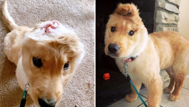 Photo of Golden ‘Unicorn’ Puppy Has One Ear At The Top Of Her Head