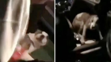 Photo of Woman Admits To Kicking & Punching Tiny Dog Because He “Jumped On Her Son”