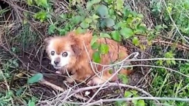 Photo of She Sat In A Bush Dazed & Scared After Family Discarded Her In Middle Of Nowhere