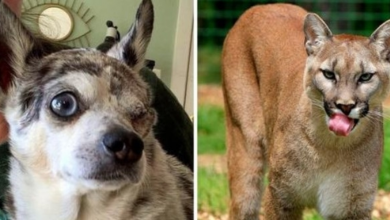 Photo of Tiny Dog Puts His Own Life On The Line, Charges At Lion Who Attacked His Friend