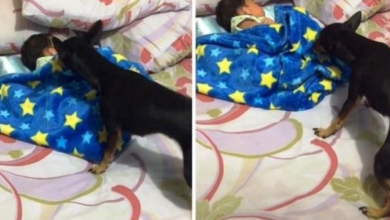 Photo of Dog Feels The Baby Is Getting Cold, So He Grab’s The Blanket And Gets To Work