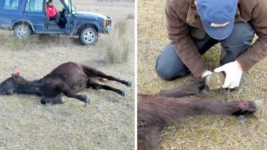 Photo of Someone Chained A Wild Horse’s Legs, He Expresses His Joy When He’s Finally Freed