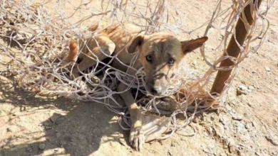 Photo of Dog Tangled in Soccer Net So Grateful to Rescuers He Won’t Stop Wagging His Tail