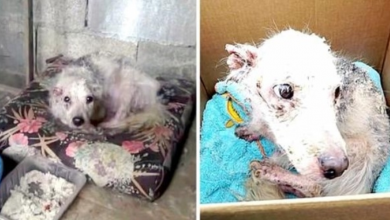 Photo of Owners Locked Starving Dog In Basement For Years, Lay Covered In Feces And Filth