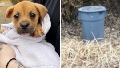 Photo of Tiny Pup Thrown Away In Walmart Garbage Can Held Shut With Bungee Cords