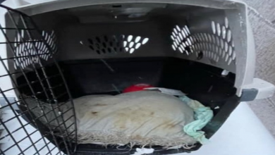 Photo of Inhumane Person Dumps Tiny Pup In Freezing Weather & Writes “Free” On Crate