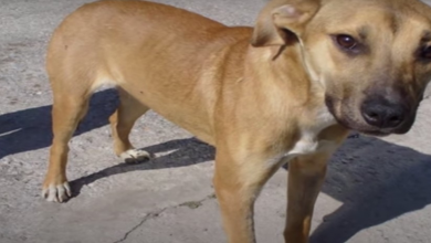 Photo of Woman Took-In Street Dog That Escaped Every Night, Eventually Followed Him