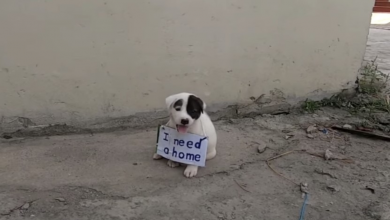 Photo of Vulnerable Puppy Alone On Vacant Street And Dragged A Sign Around His Little Neck