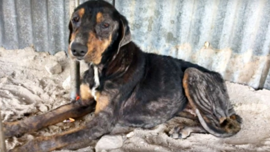 Photo of Family Left Dog On The Streets After 10-Years When They Moved, And Had To Fend For Herself
