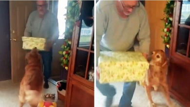 Photo of Dog Lost His Beloved Doggie Sister So Dad Decided To Cheer Him Up On Christmas