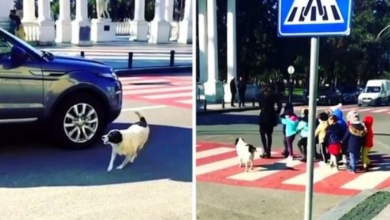 Photo of Homeless Street Dog Barks & Stops Cars So Children Can Cross The Road Safely