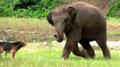 Photo of Dog Keeps Barking And “Provoking” Elephant, So Elephant Starts Chasing The Dog