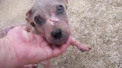 Photo of Puppy Dumped In A Cemetery Loses His Scabs And Finds A Personality