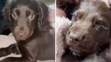 Photo of 9-Week-Old Cocker With Long, Luscious Eyelashes Stops People In Their Tracks