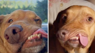 Photo of Owner Says Don’t Feel Sorry For Dog With Lopsided Face & Malformed Jaw