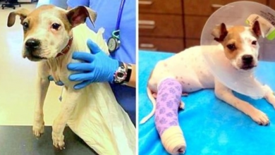 Photo of Owners Seal Unwanted Pup In Trash Bag & Toss Him Out Of Car, Puppy Gets Run Over