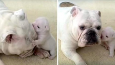 Photo of Bulldog Puppy Threw Hilarious ‘Temper Tantrum’ And Rebels Against His Cool Mama Dog