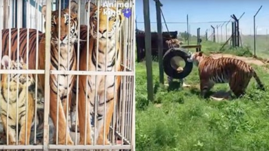 Photo of Animals Who Spent Their Lives Being Tortured In Circuses Are Finally Liberated