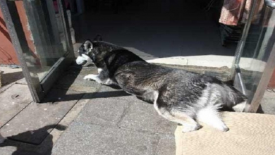 Photo of Husky Who Got All 4 Paws Ripped Off By Cruel Men, Is Finally Able To Walk Again